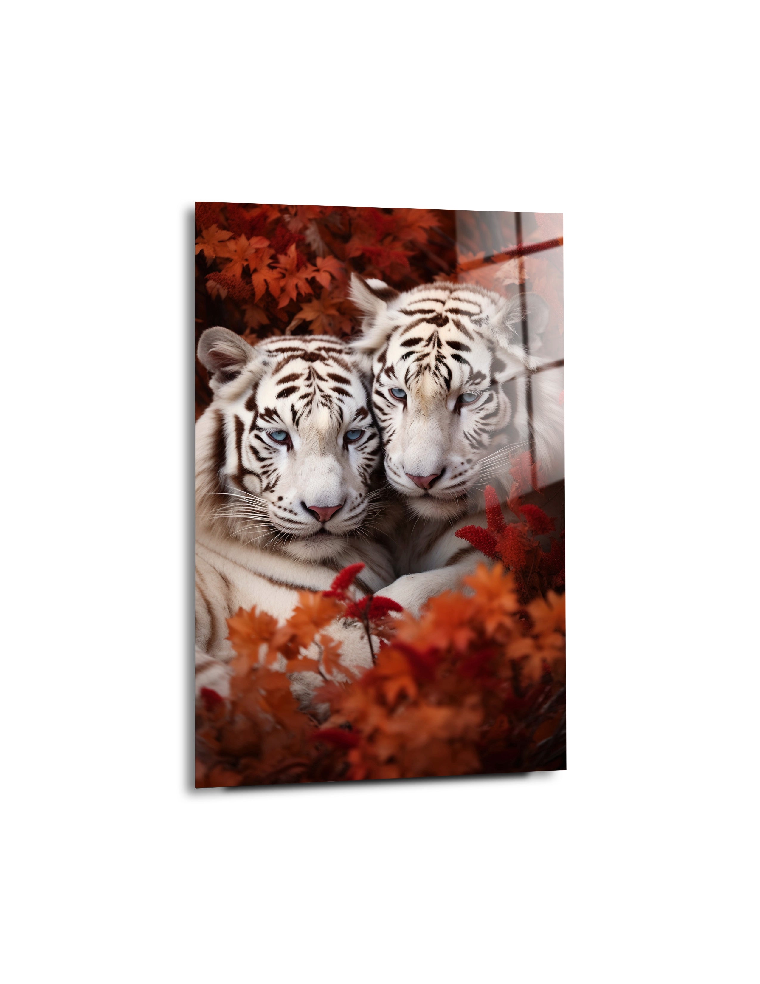 Wild White Tigers